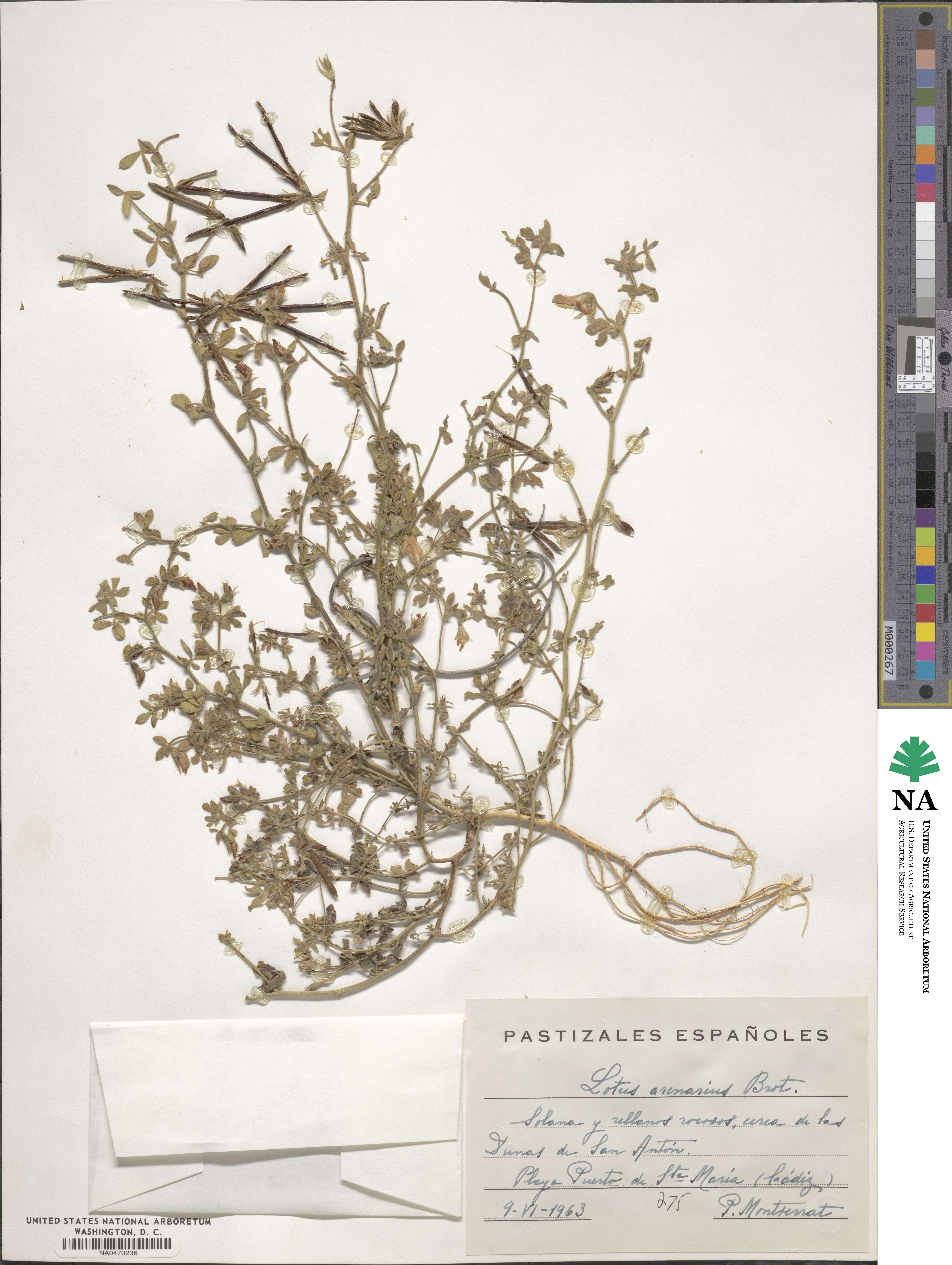 Lotus arenarius image