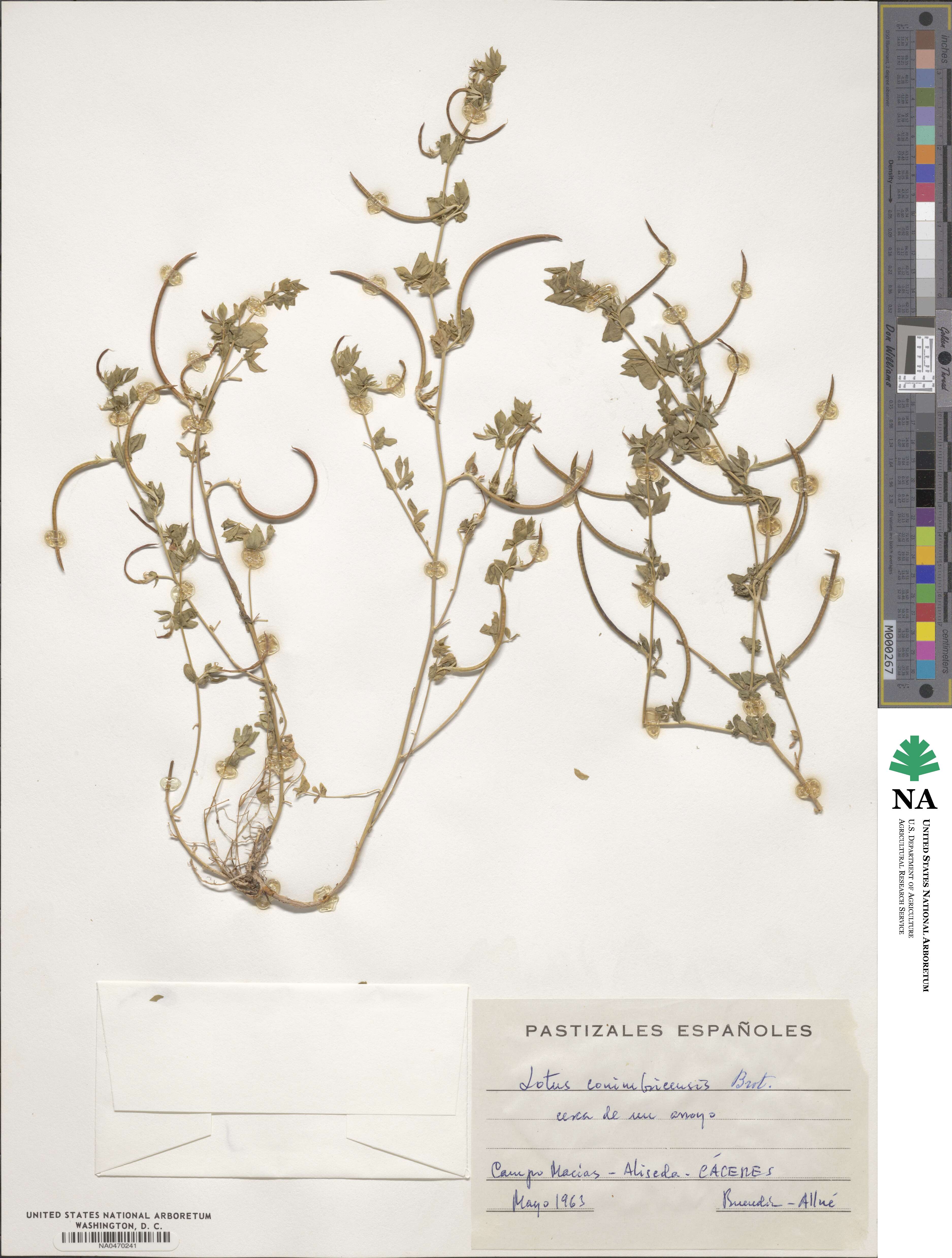 Lotus conimbricensis image