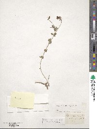 Lotus corniculatus image