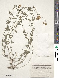 Lotus corniculatus image