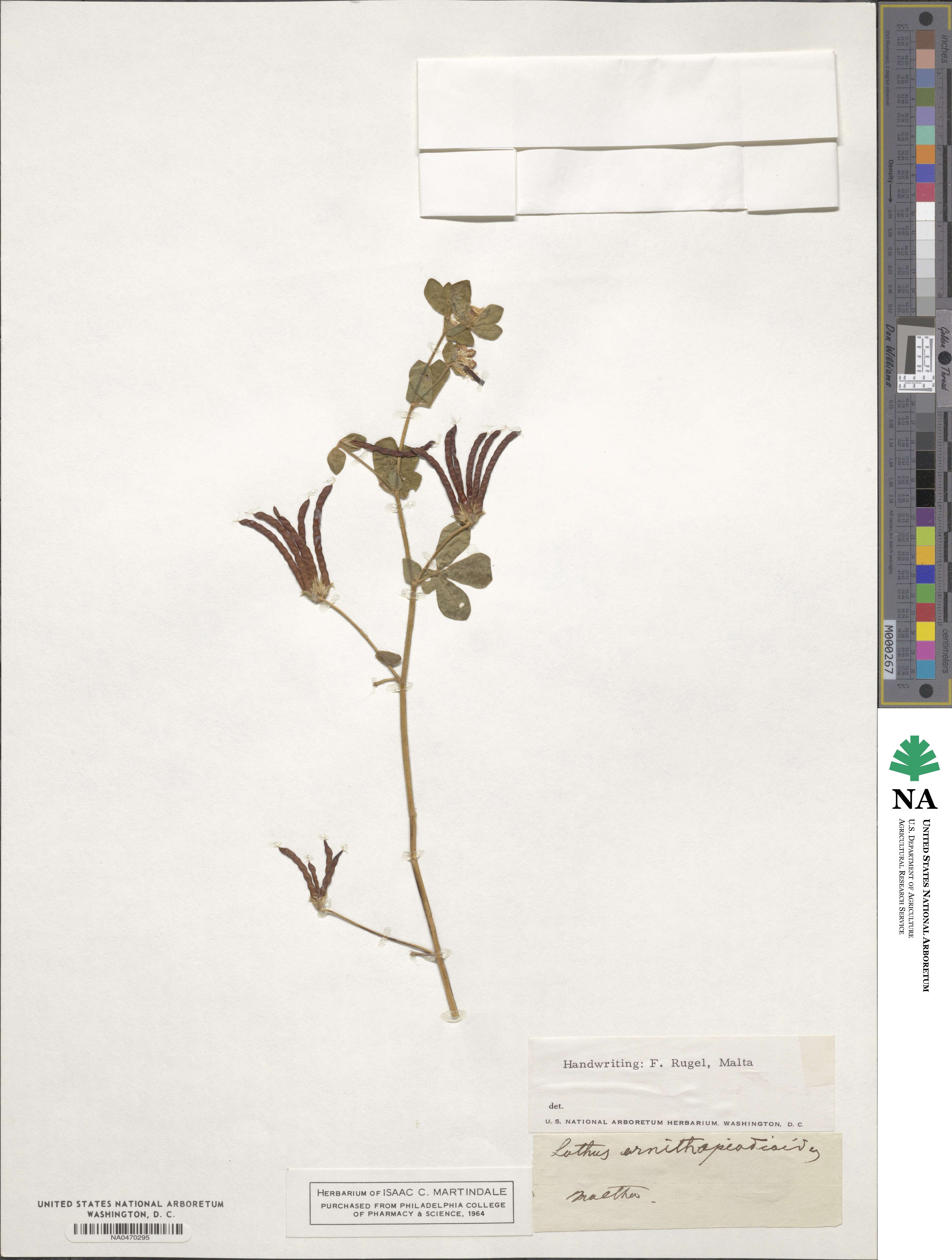 Lotus ornithopodioides image