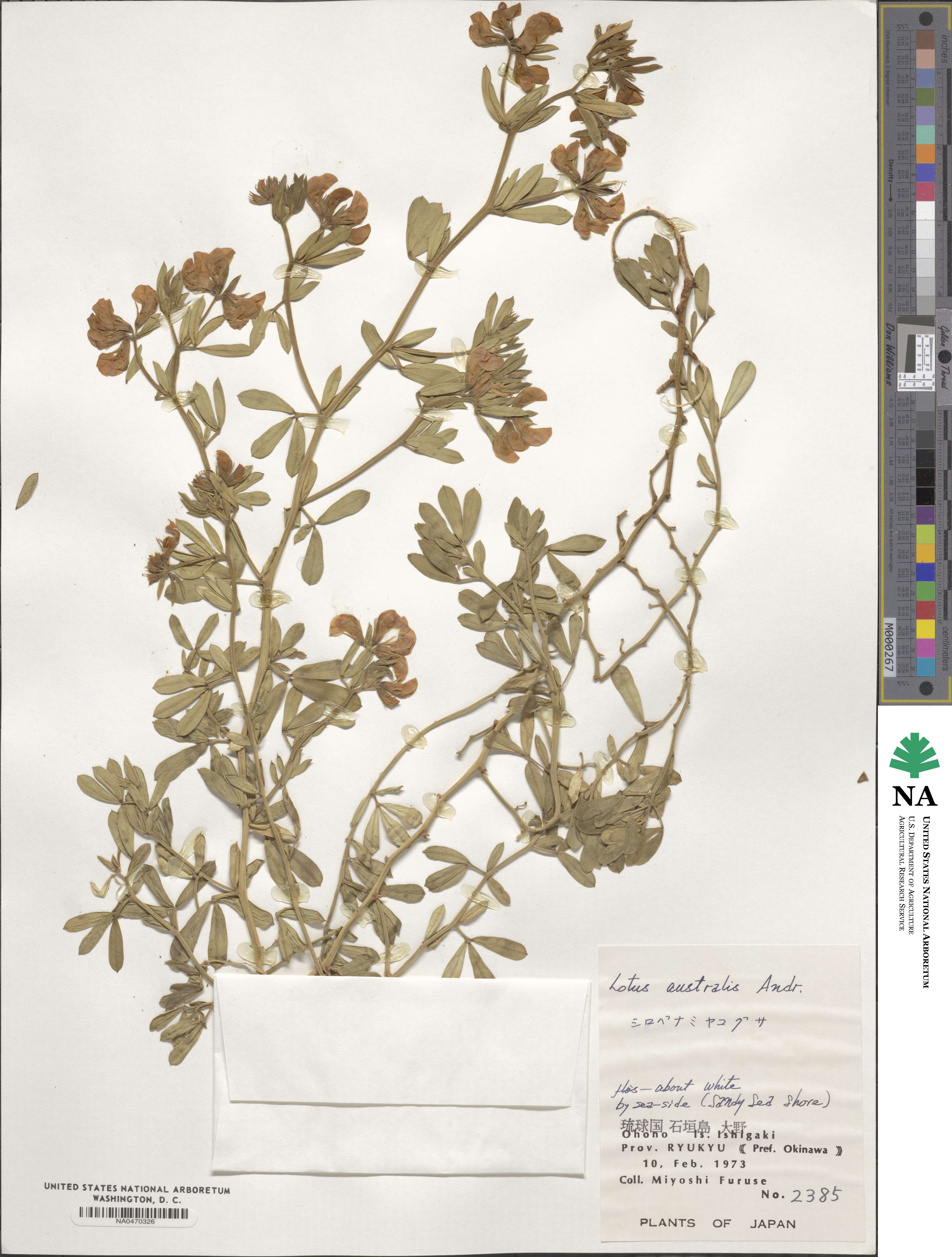 Lotus australis image