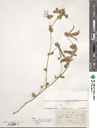 Lotus ornithopodioides image