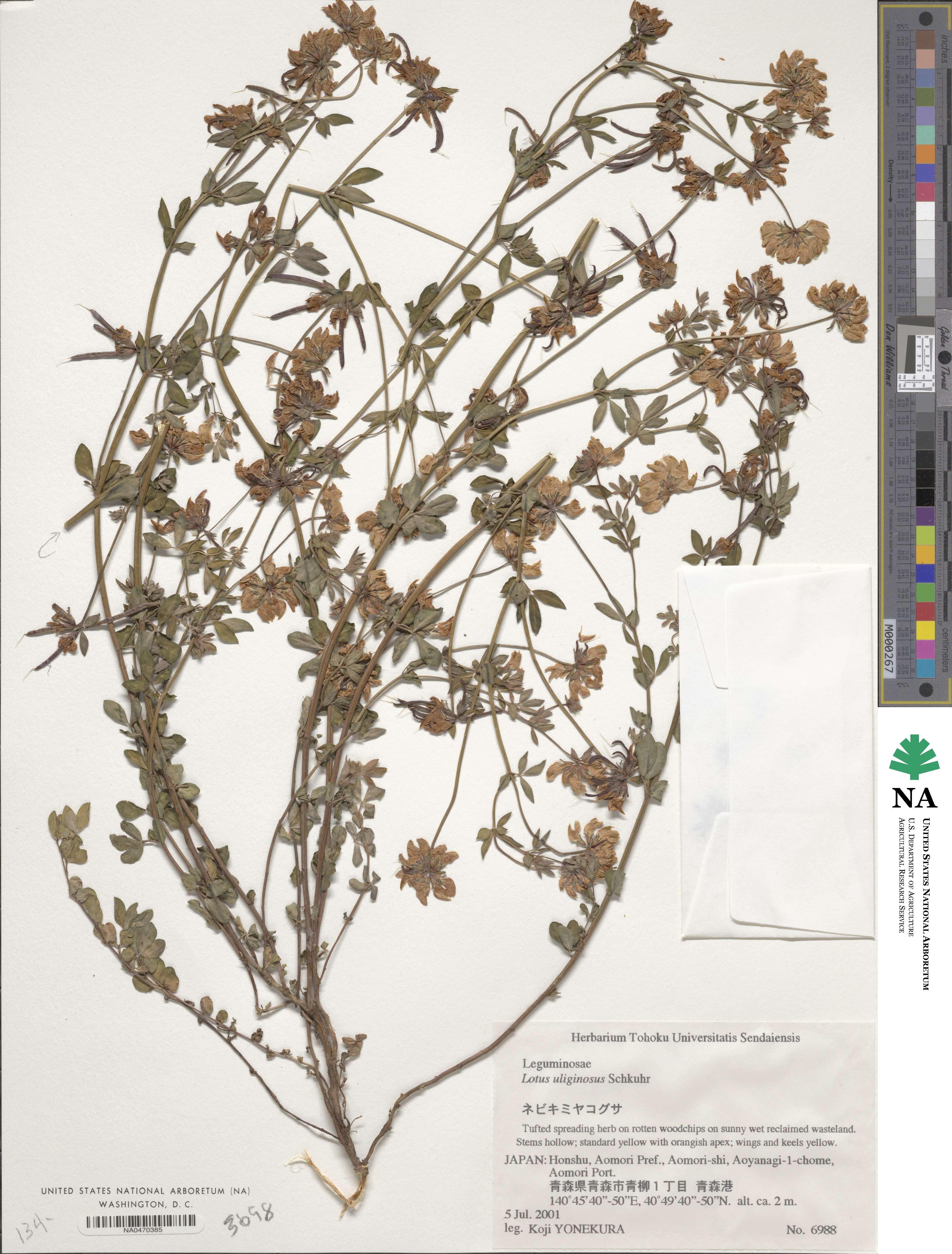 Lotus uliginosus image