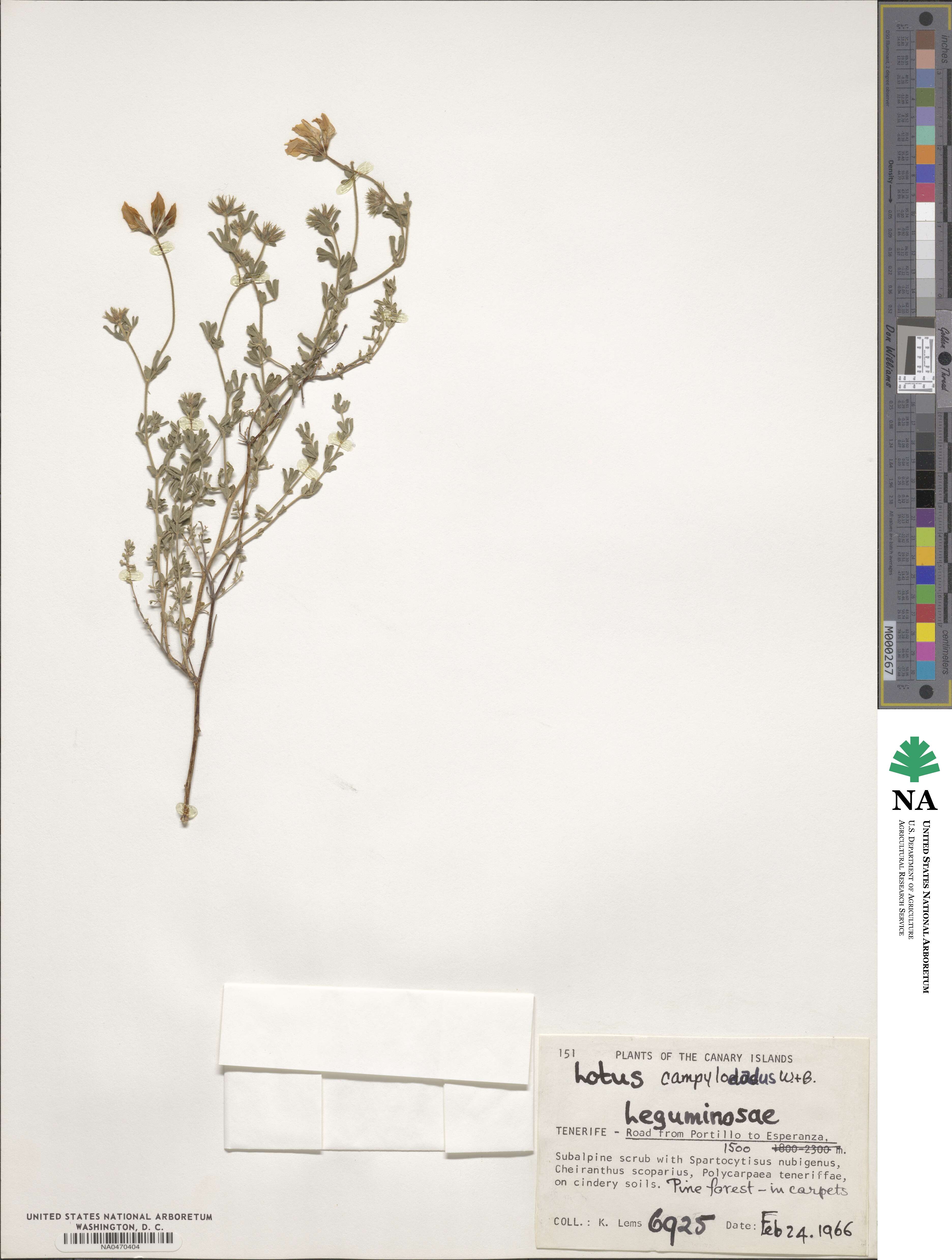 Lotus campylocladus image