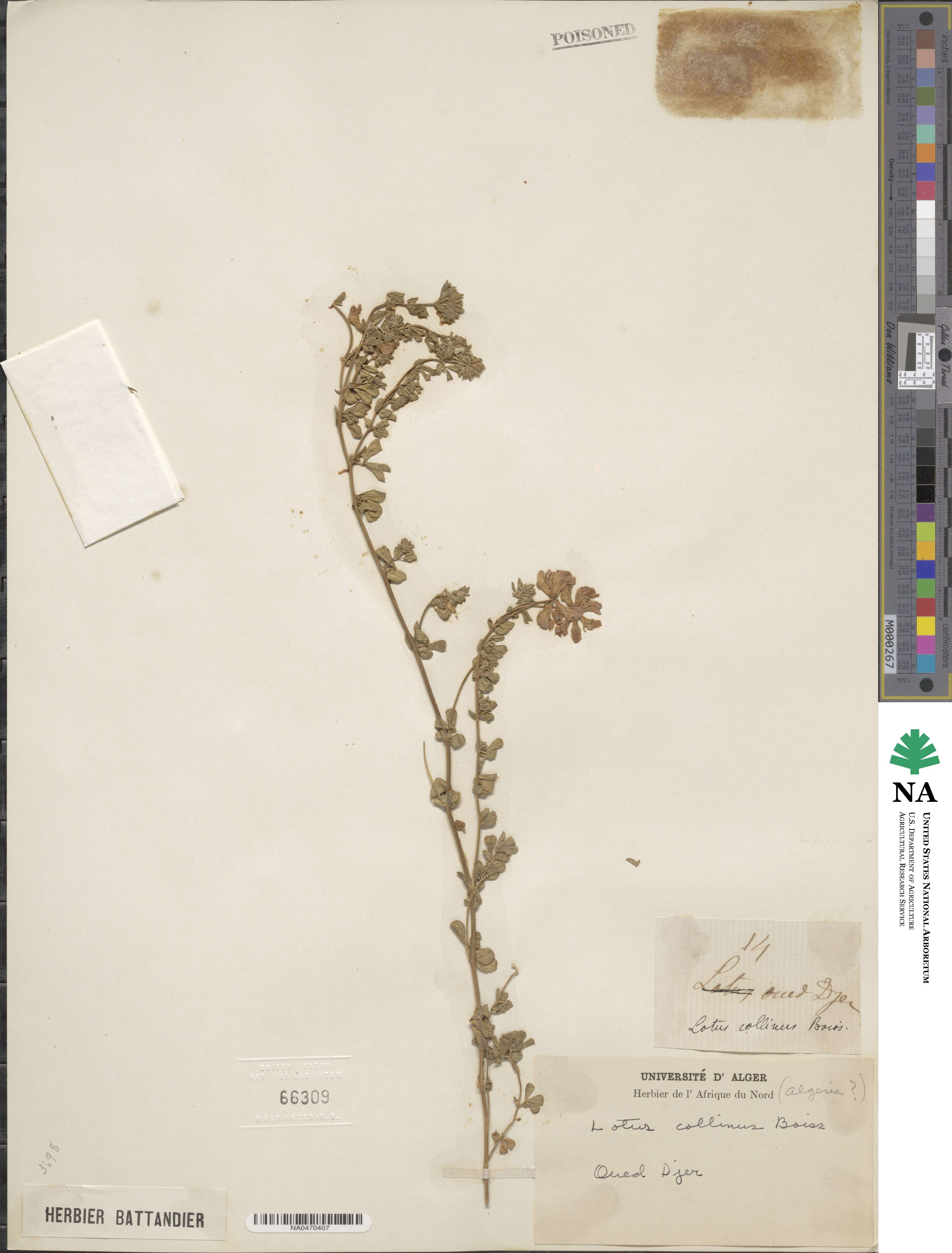 Lotus longisiliquosus image