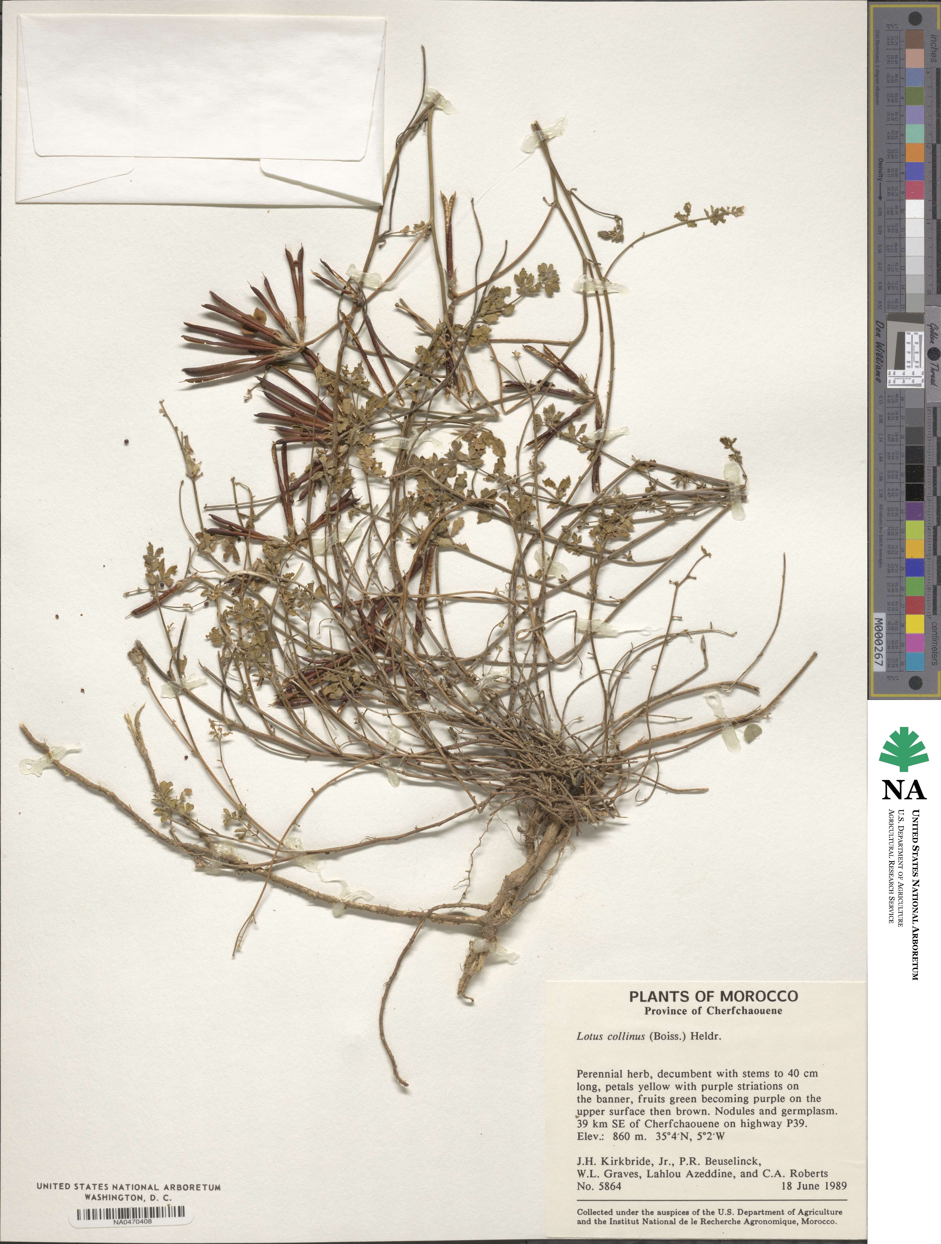 Lotus longisiliquosus image