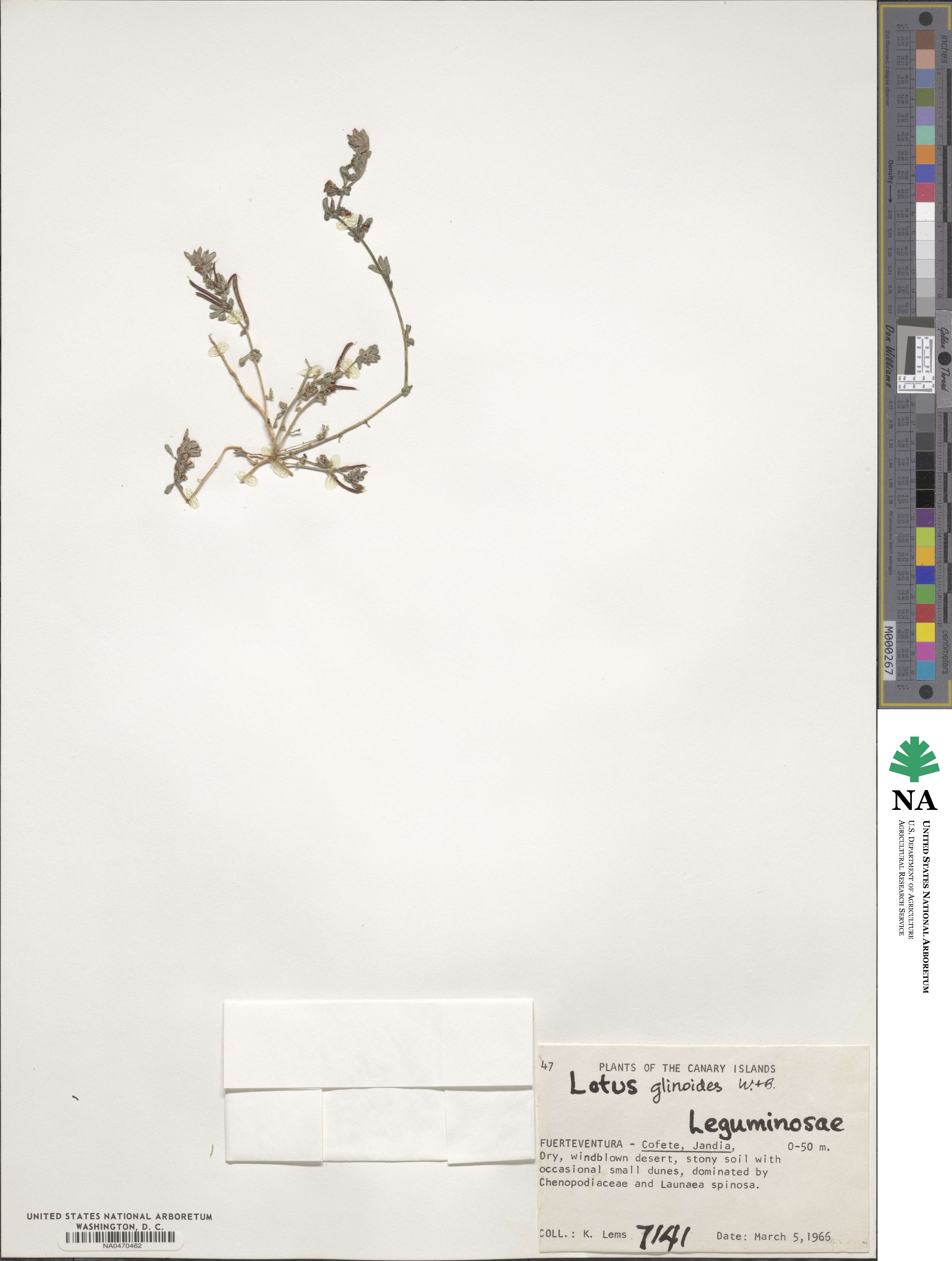 Lotus glinoides image