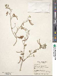 Lotus ornithopodioides image