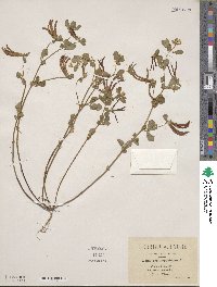 Lotus ornithopodioides image