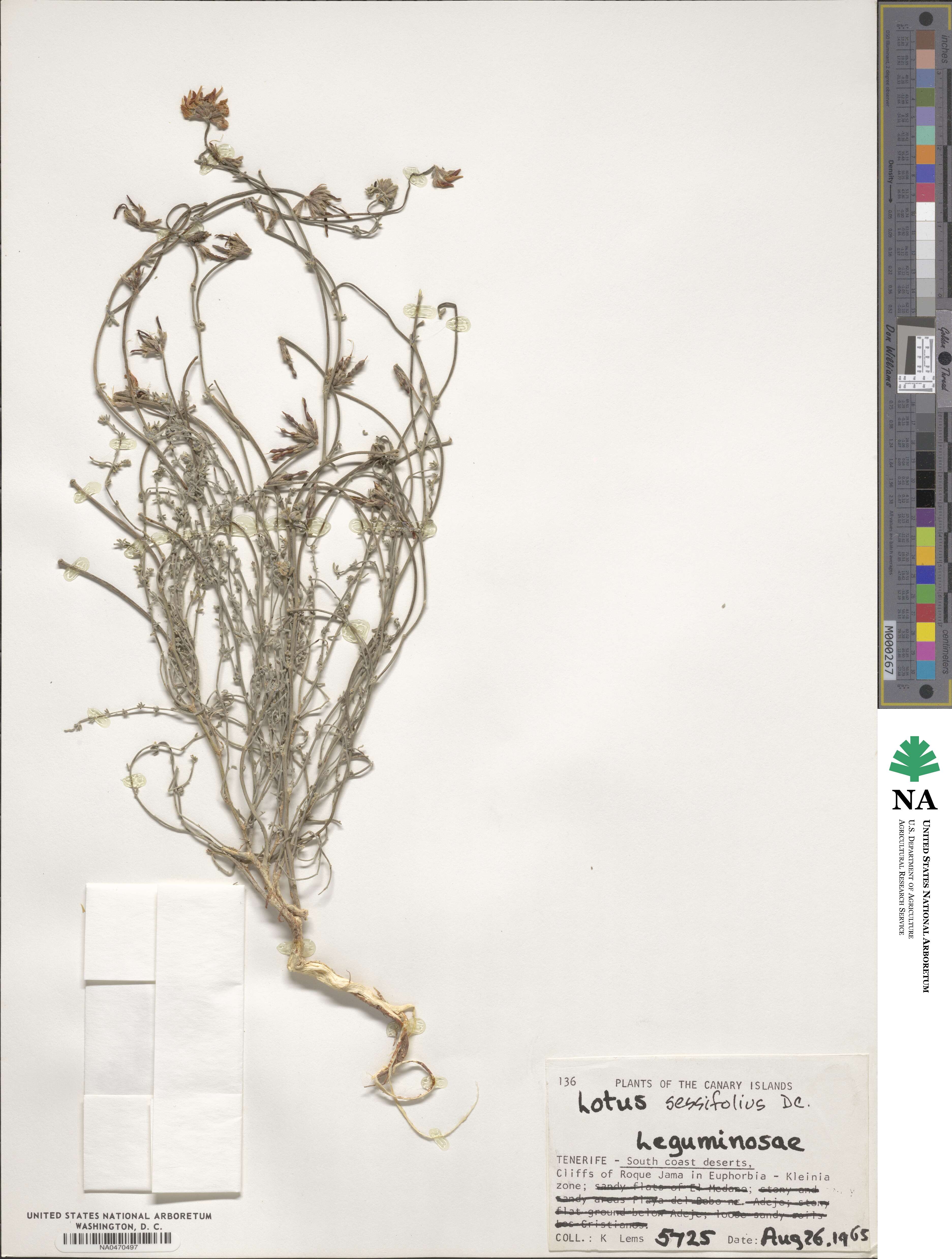 Lotus sessilifolius image