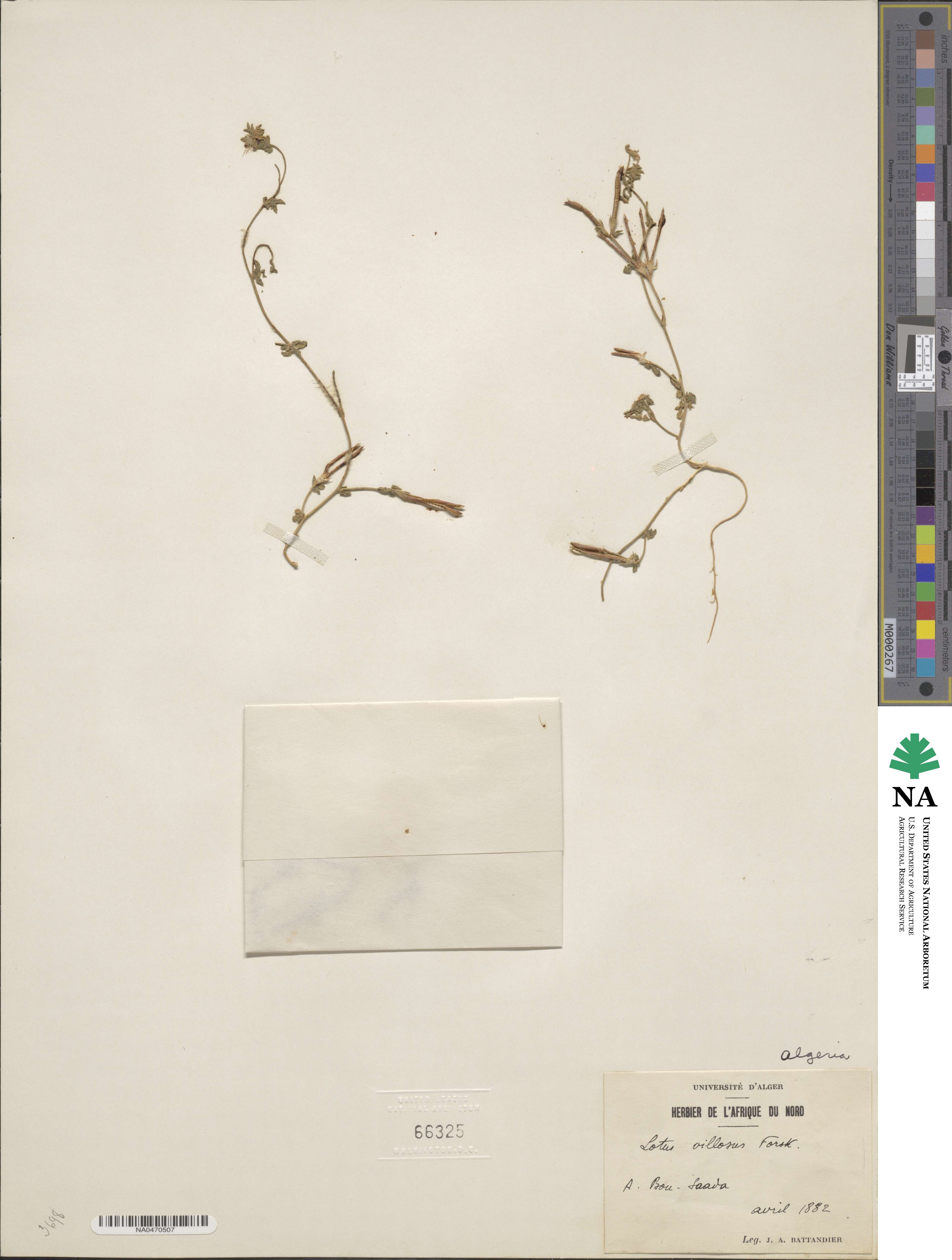 Lotus villosus image