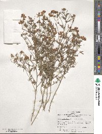 Lotus corniculatus image