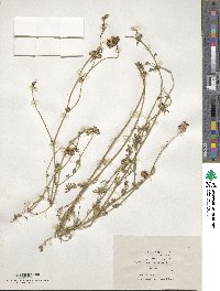 Lotus corniculatus image