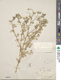 Lotus corniculatus image