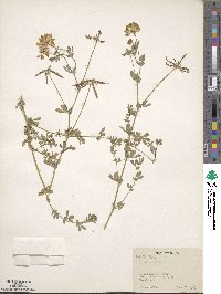 Lotus corniculatus image