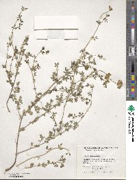 Lotus corniculatus image