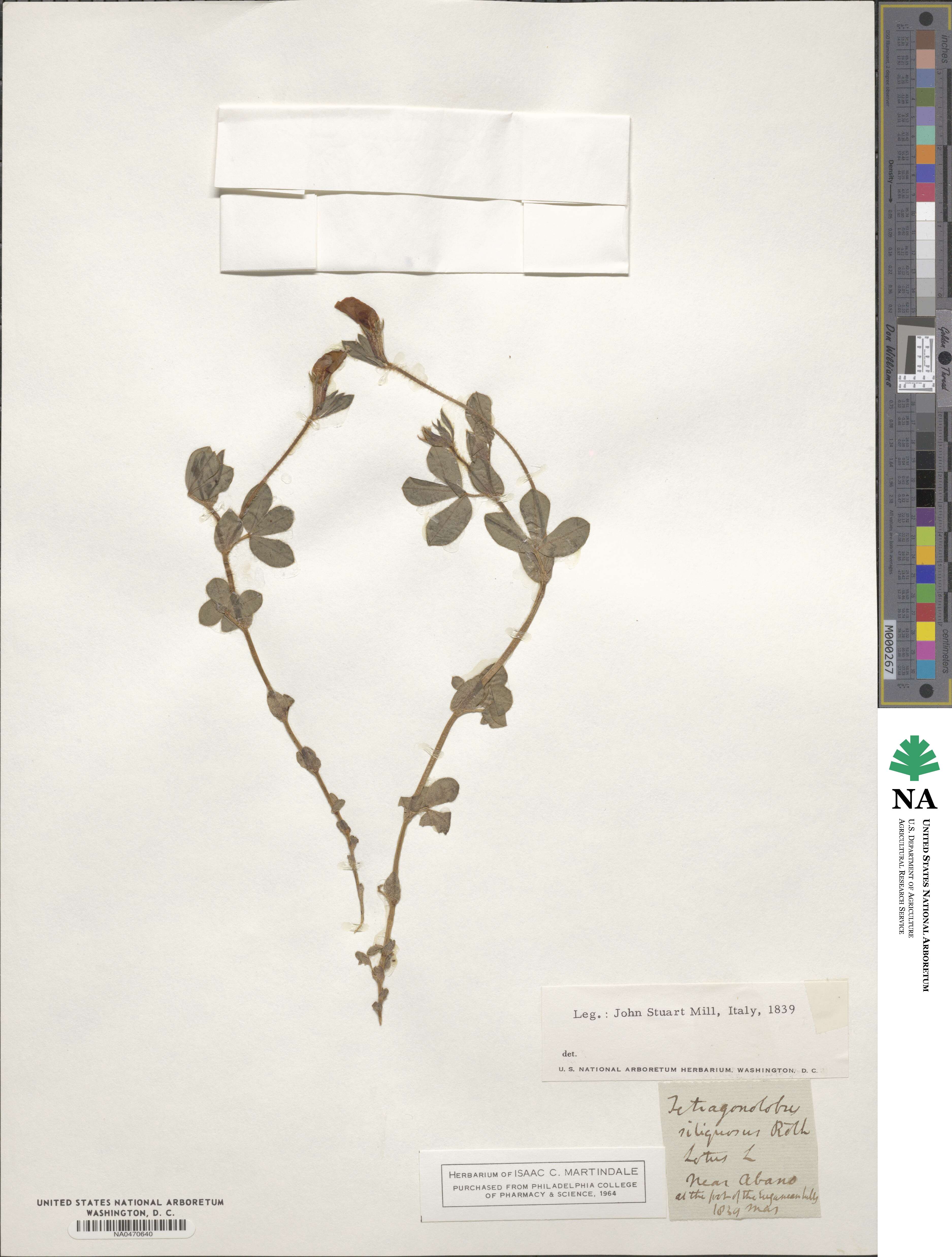 Lathyrus inconspicuus image