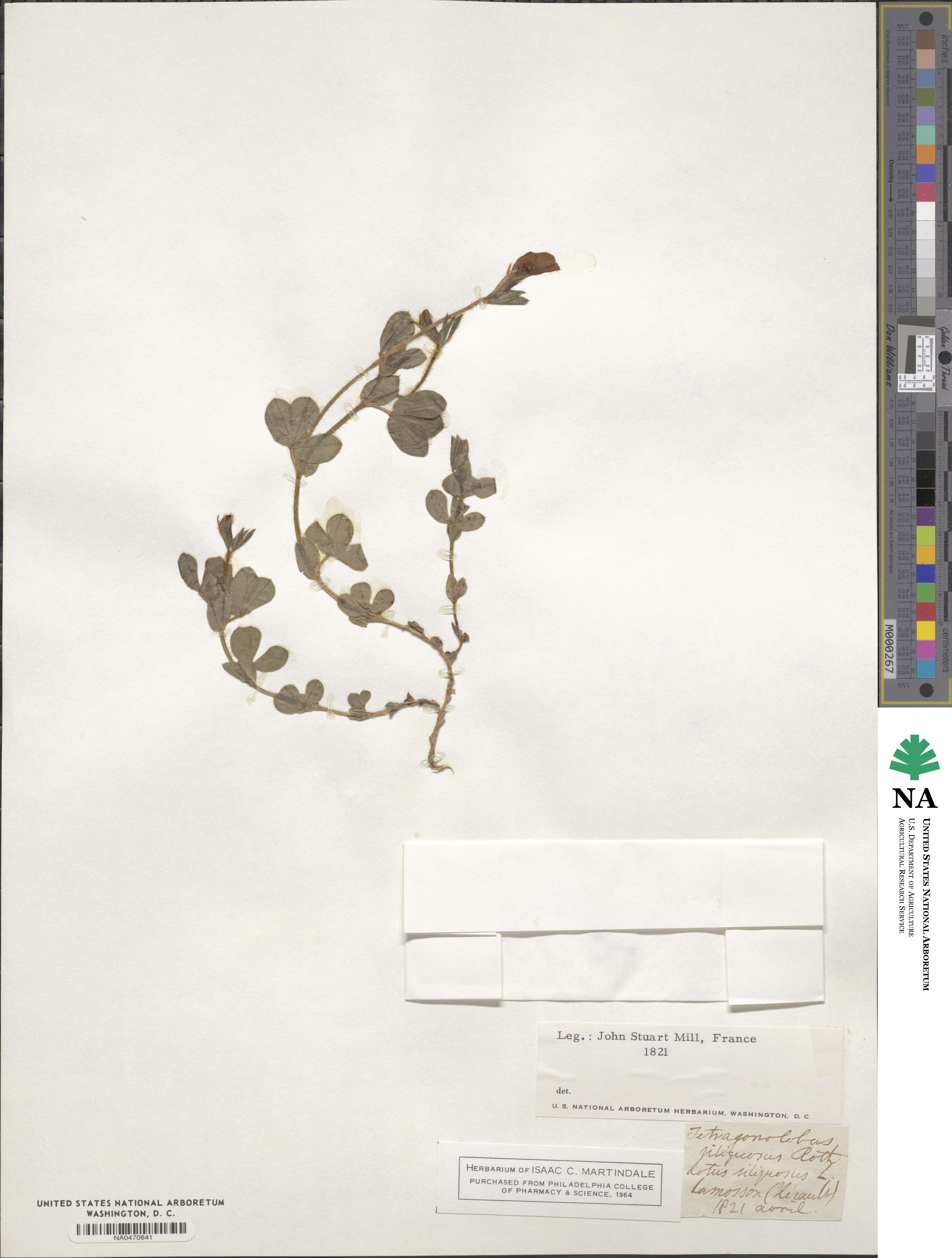 Lathyrus inconspicuus var. inconspicuus image