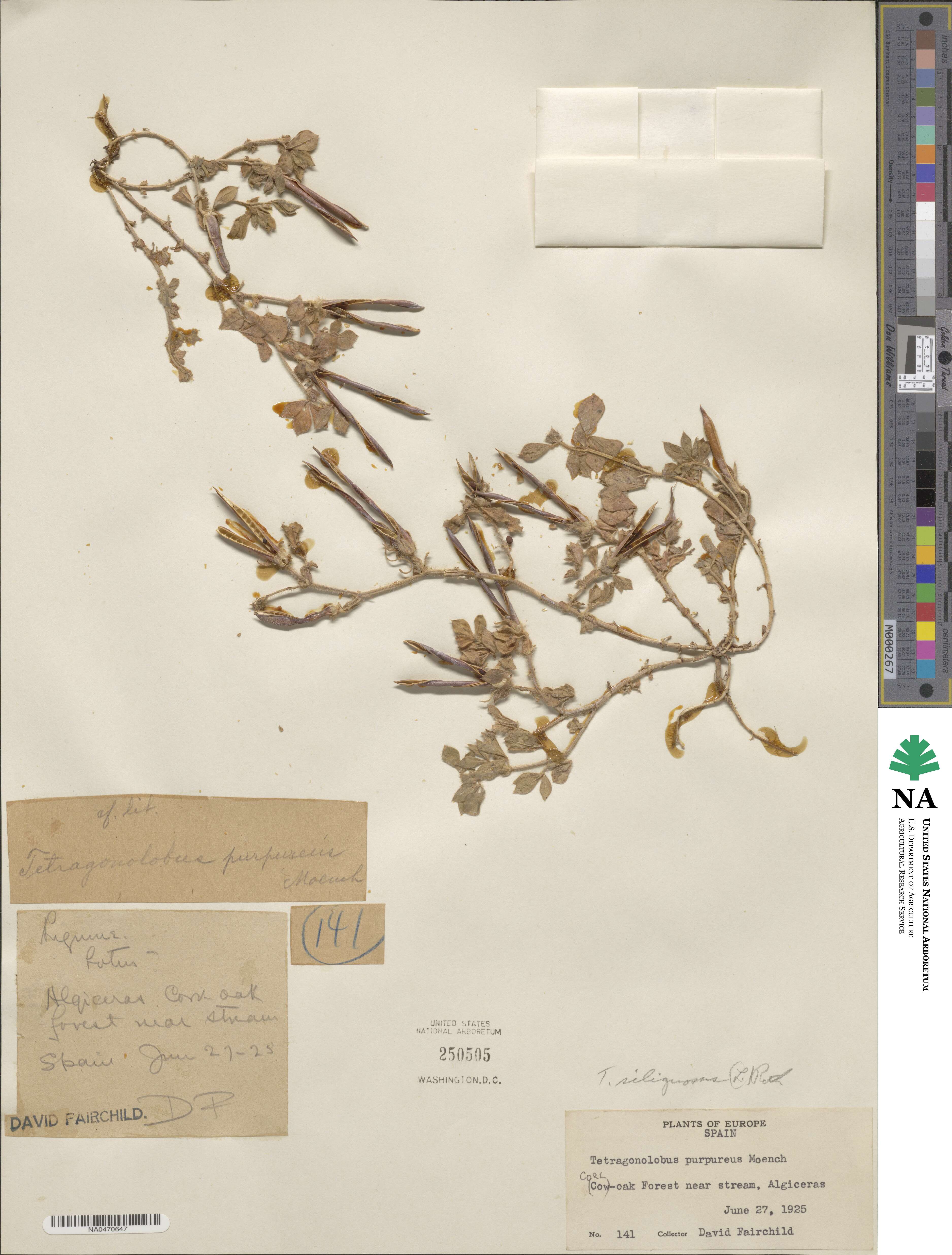 Lathyrus inconspicuus image