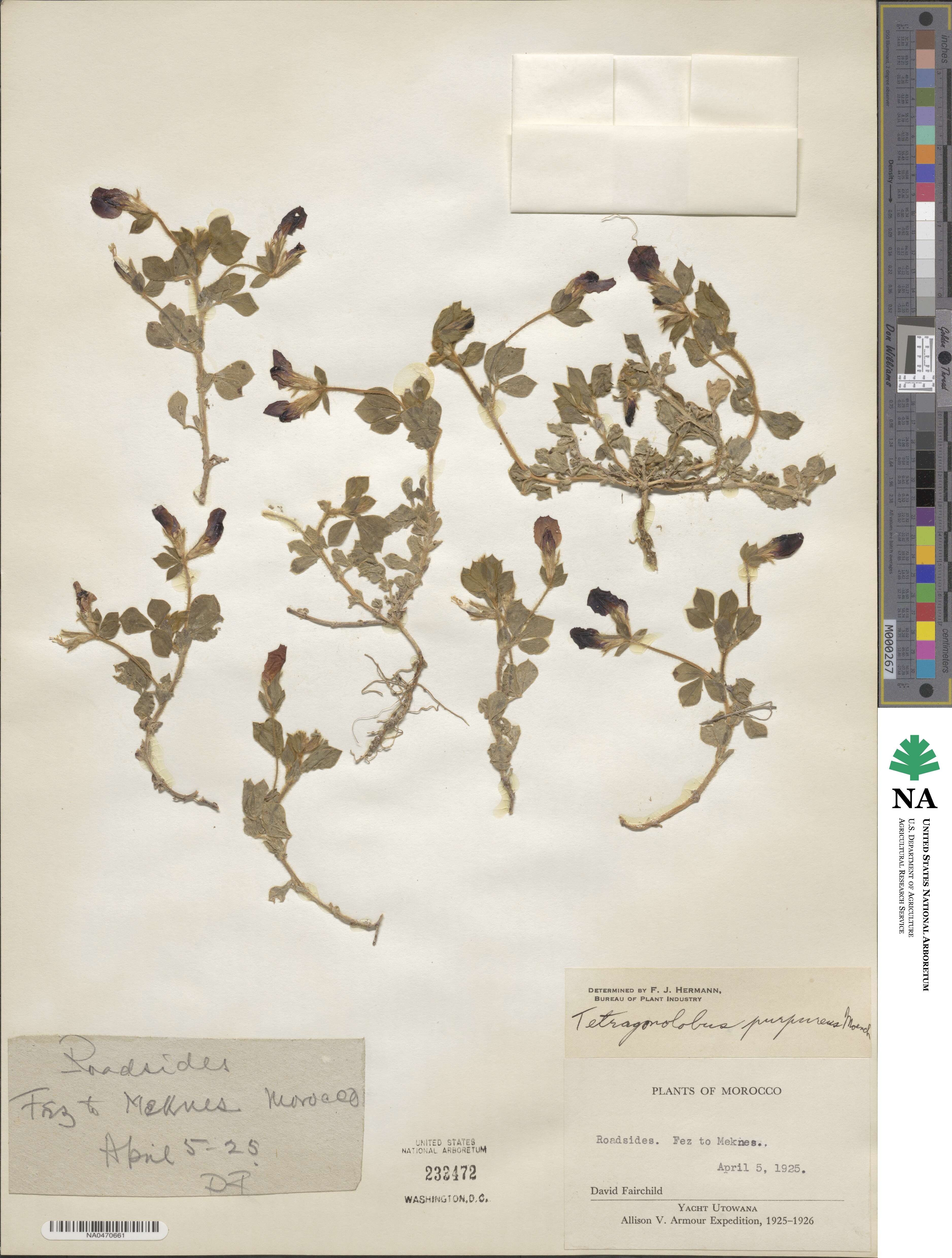 Lotus tetragonolobus image