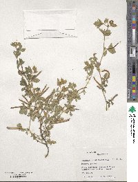 Lathyrus inconspicuus var. inconspicuus image