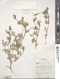 Lathyrus inconspicuus var. inconspicuus image