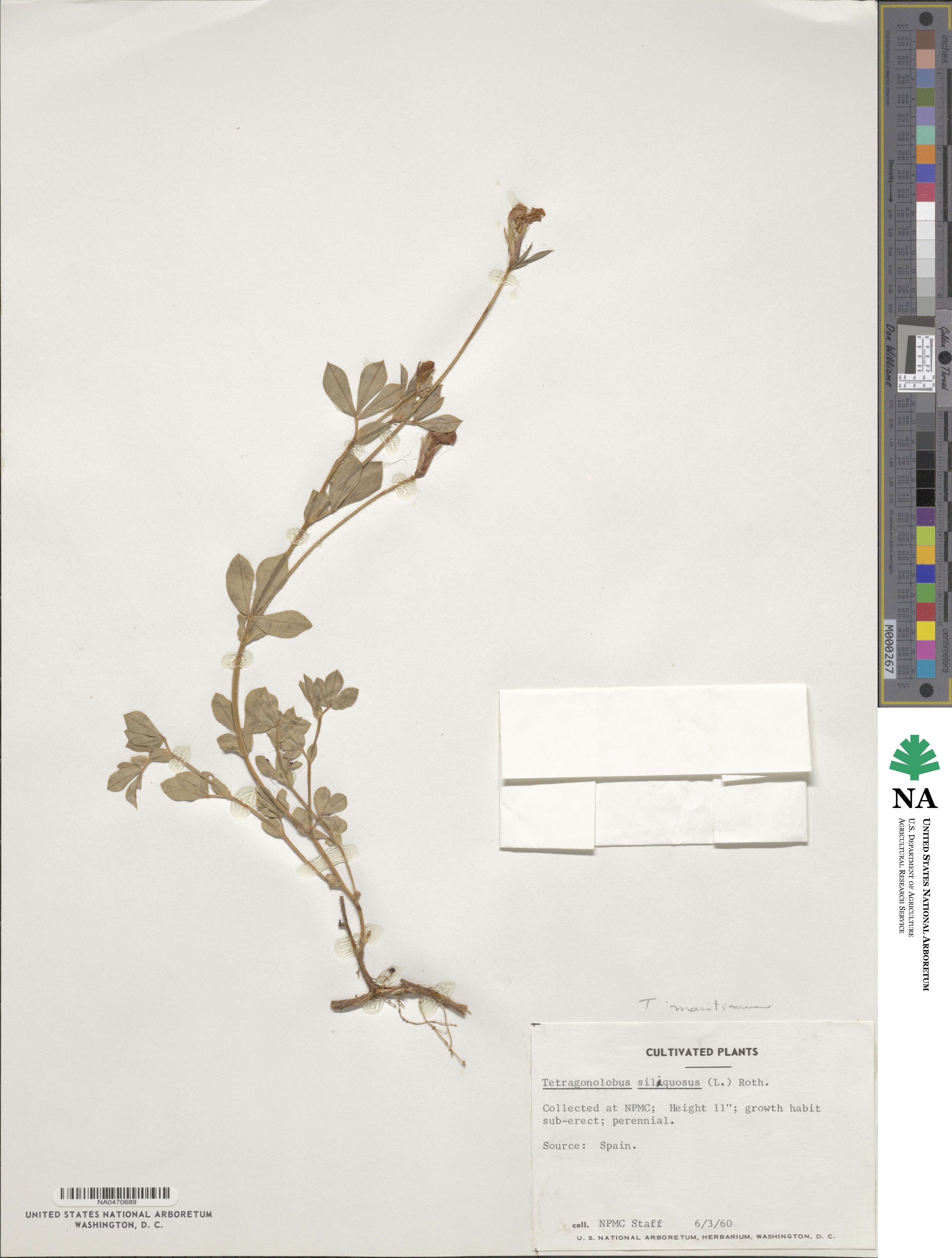 Lathyrus inconspicuus image