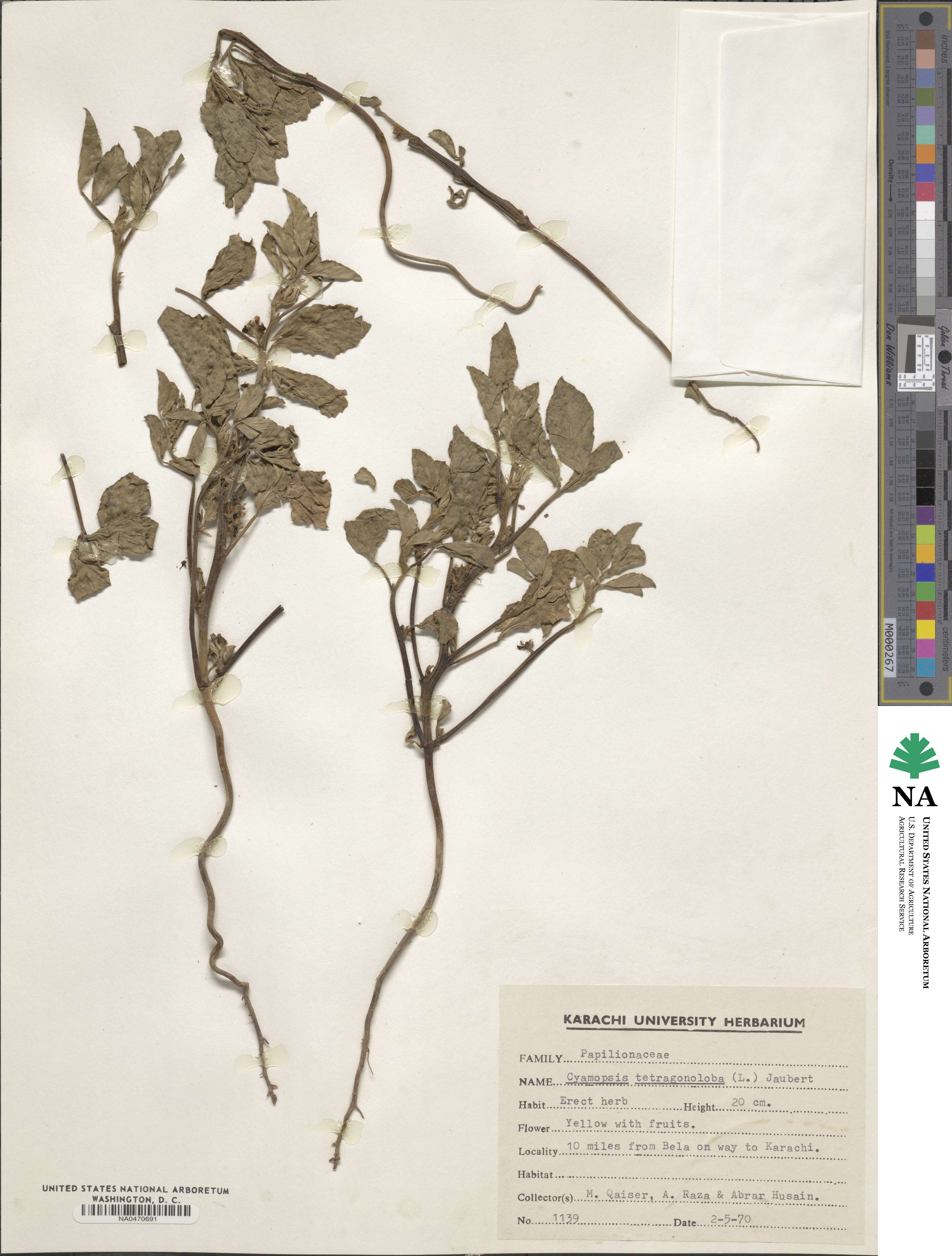 Cyamopsis tetragonoloba image
