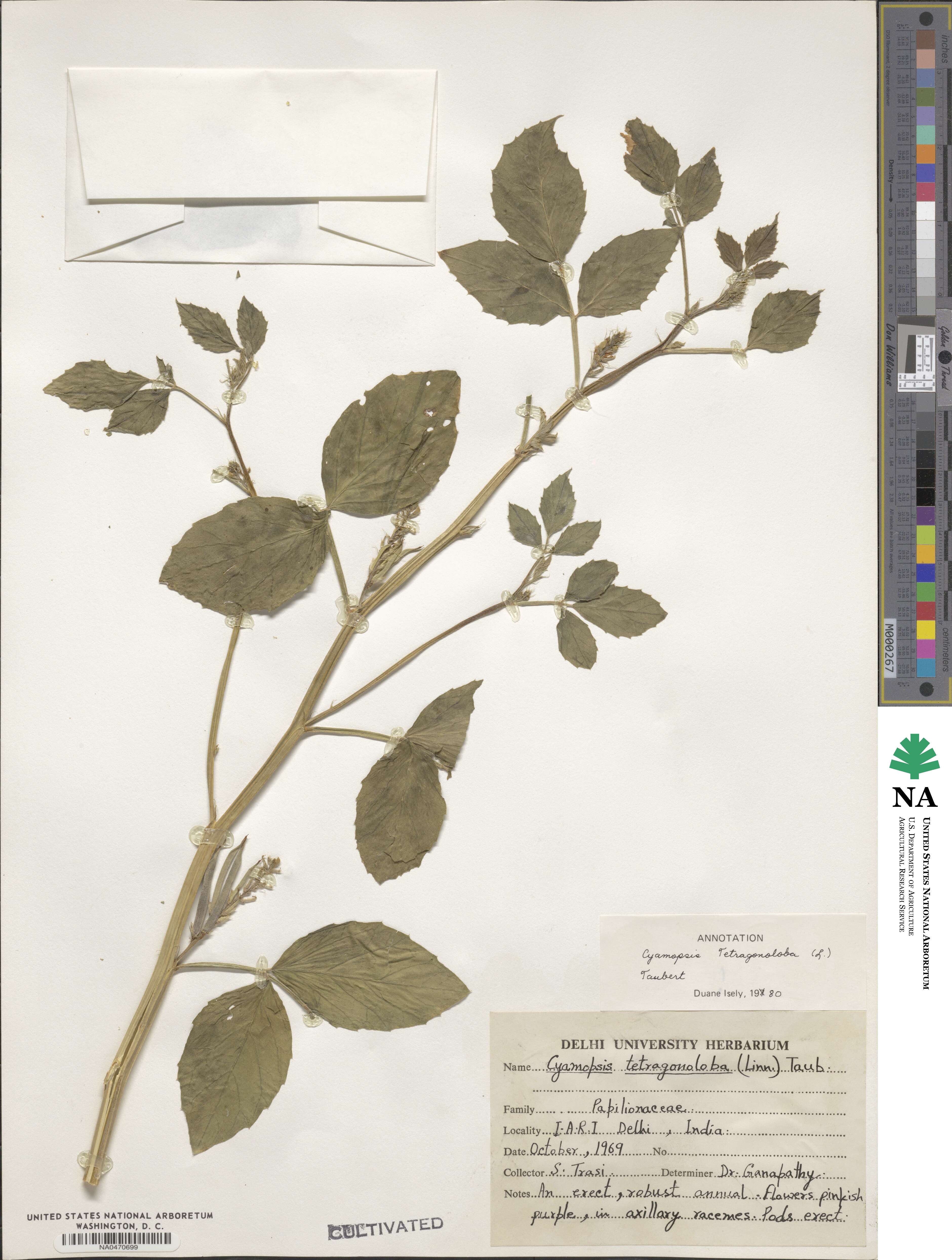 Cyamopsis tetragonoloba image