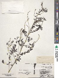 Indigofera caroliniana image