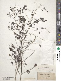 Indigofera caroliniana image