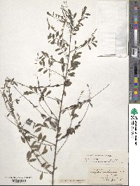 Indigofera caroliniana image