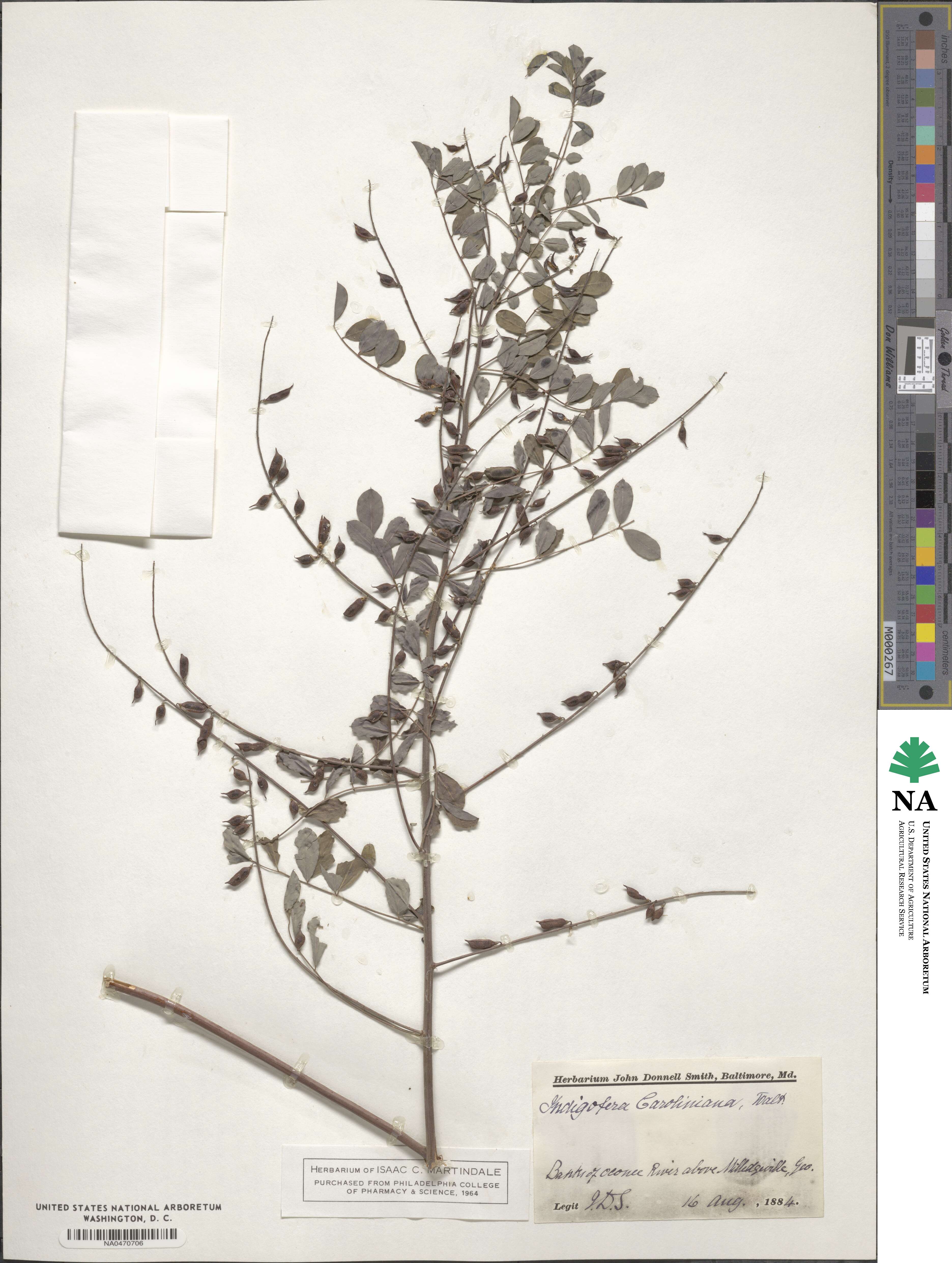 Indigofera caroliniana image