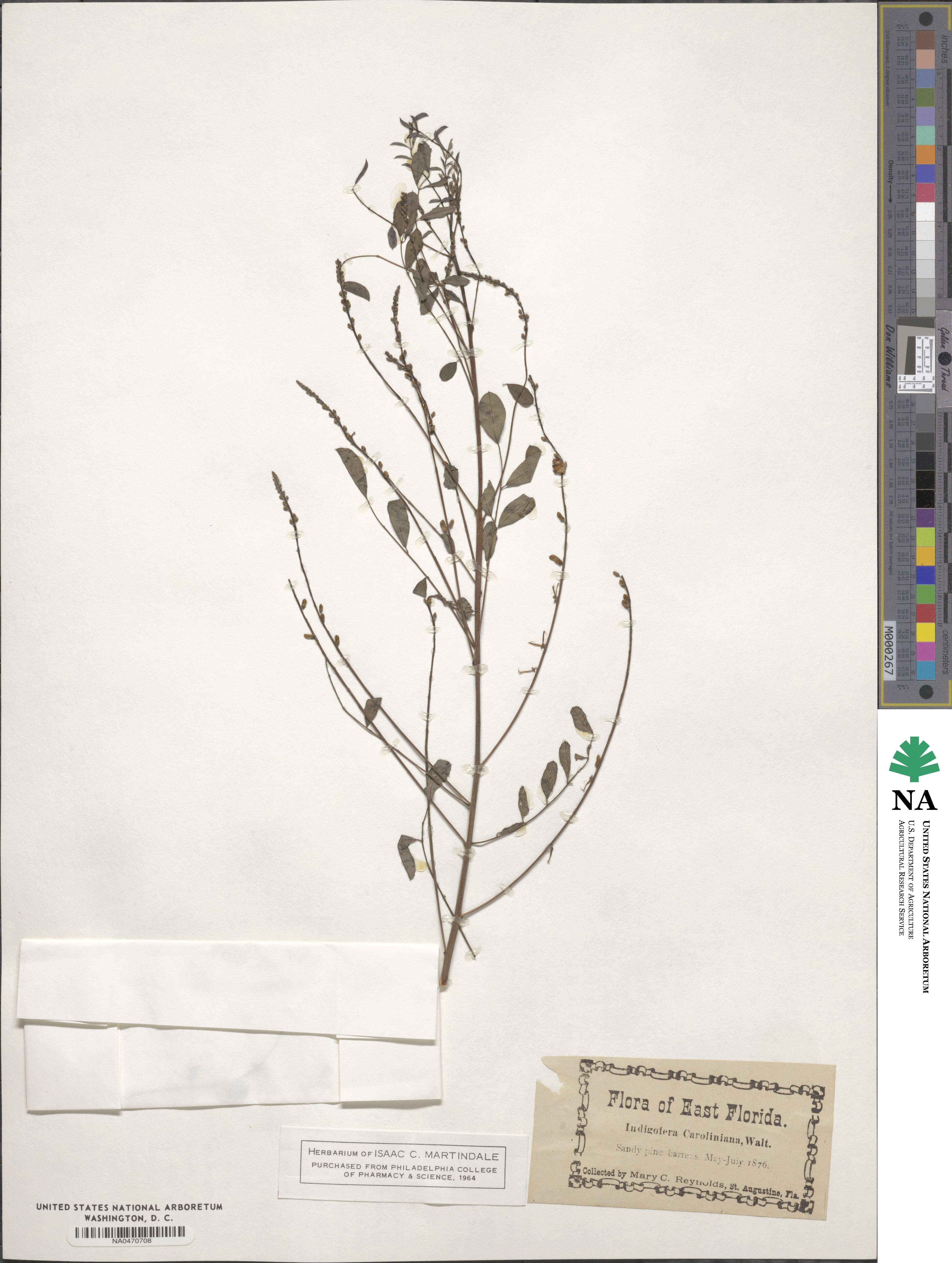 Indigofera caroliniana image