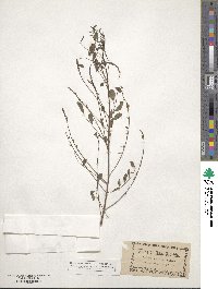 Indigofera caroliniana image