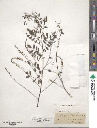 Indigofera caroliniana image