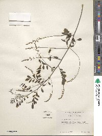 Indigofera caroliniana image