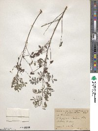 Indigofera caroliniana image