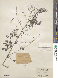 Indigofera caroliniana image