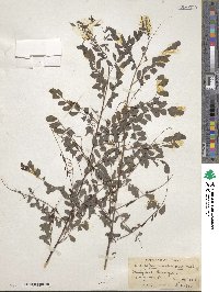 Indigofera caroliniana image