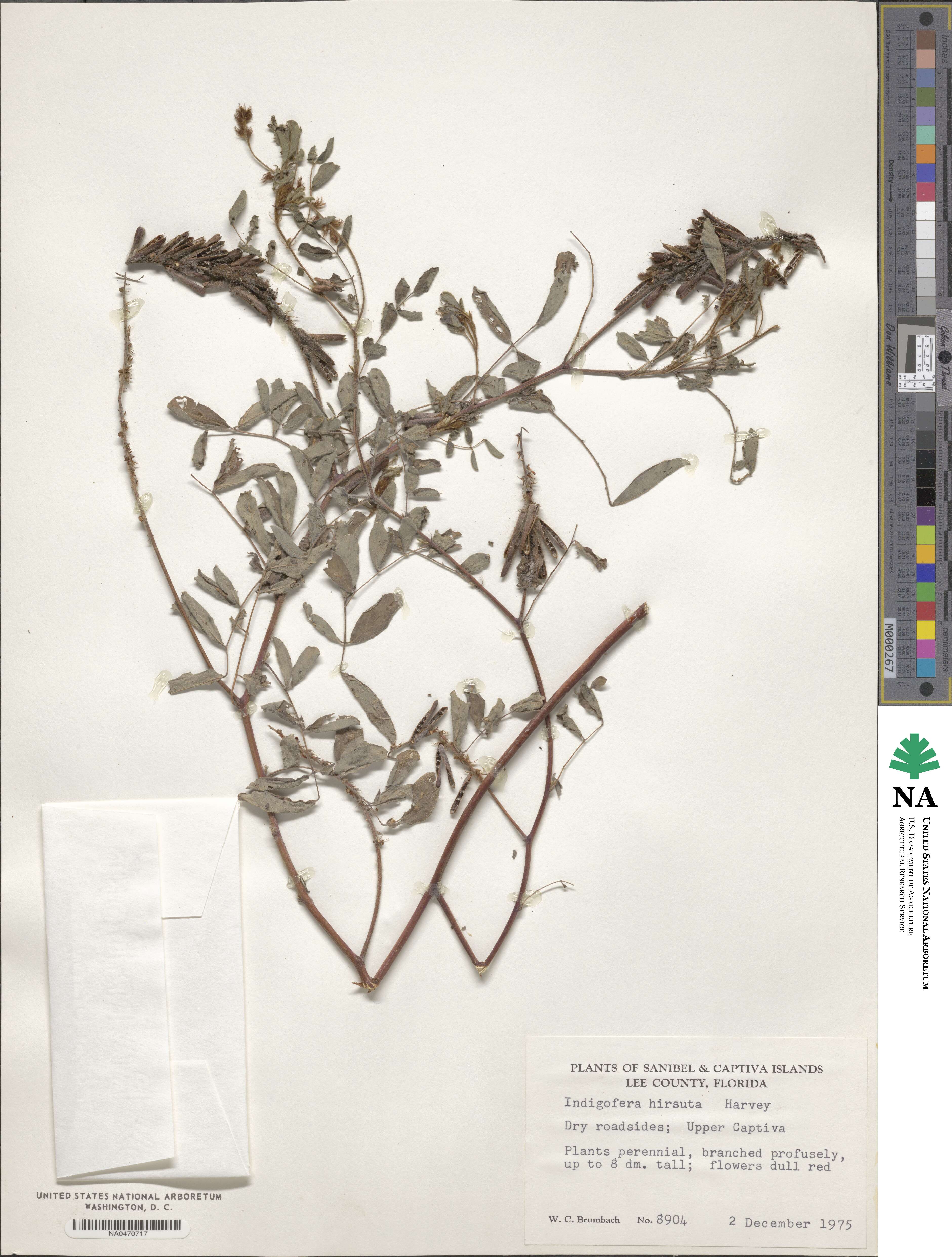 Indigofera hirsuta image