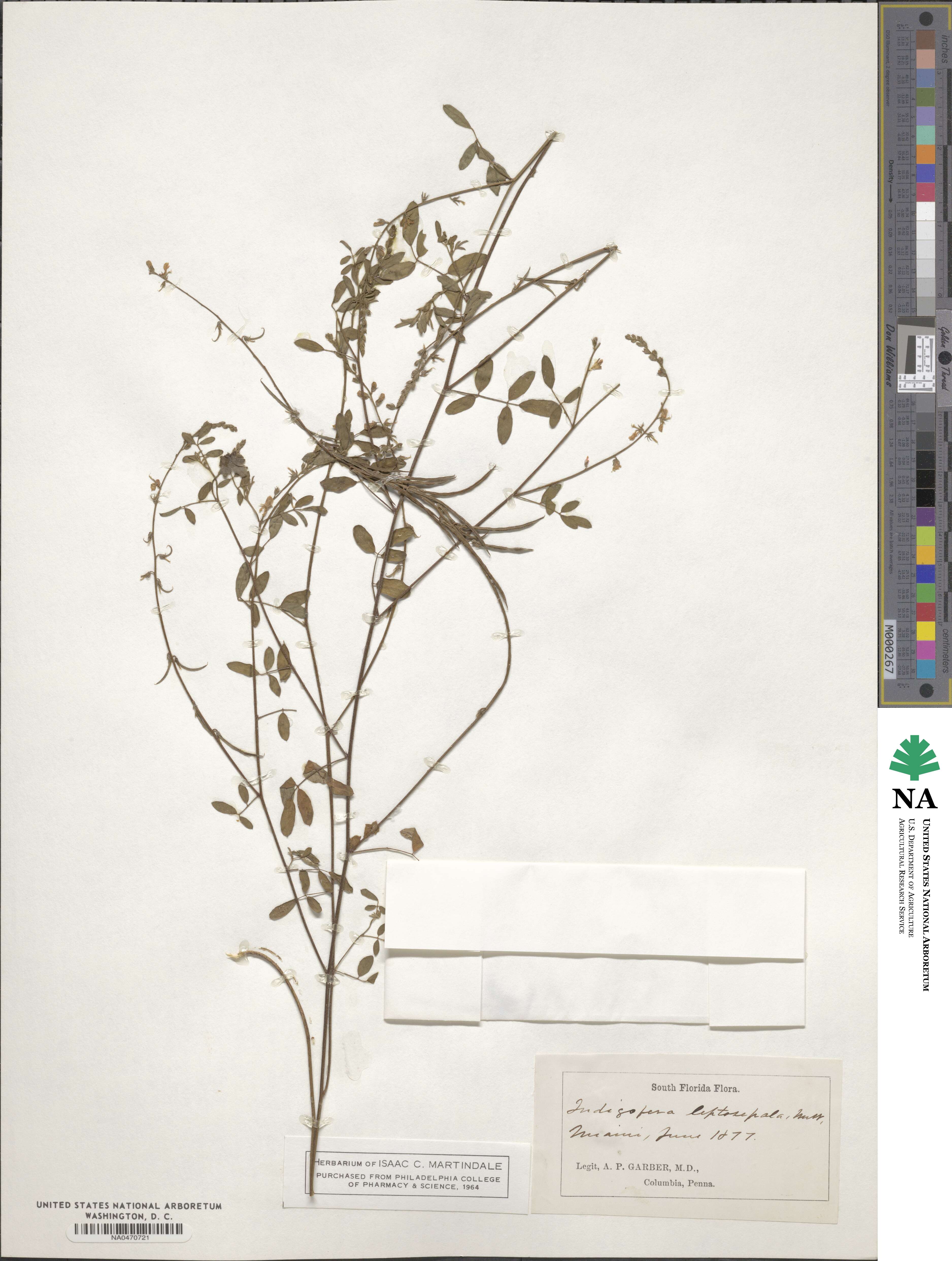 Indigofera leptosepala image