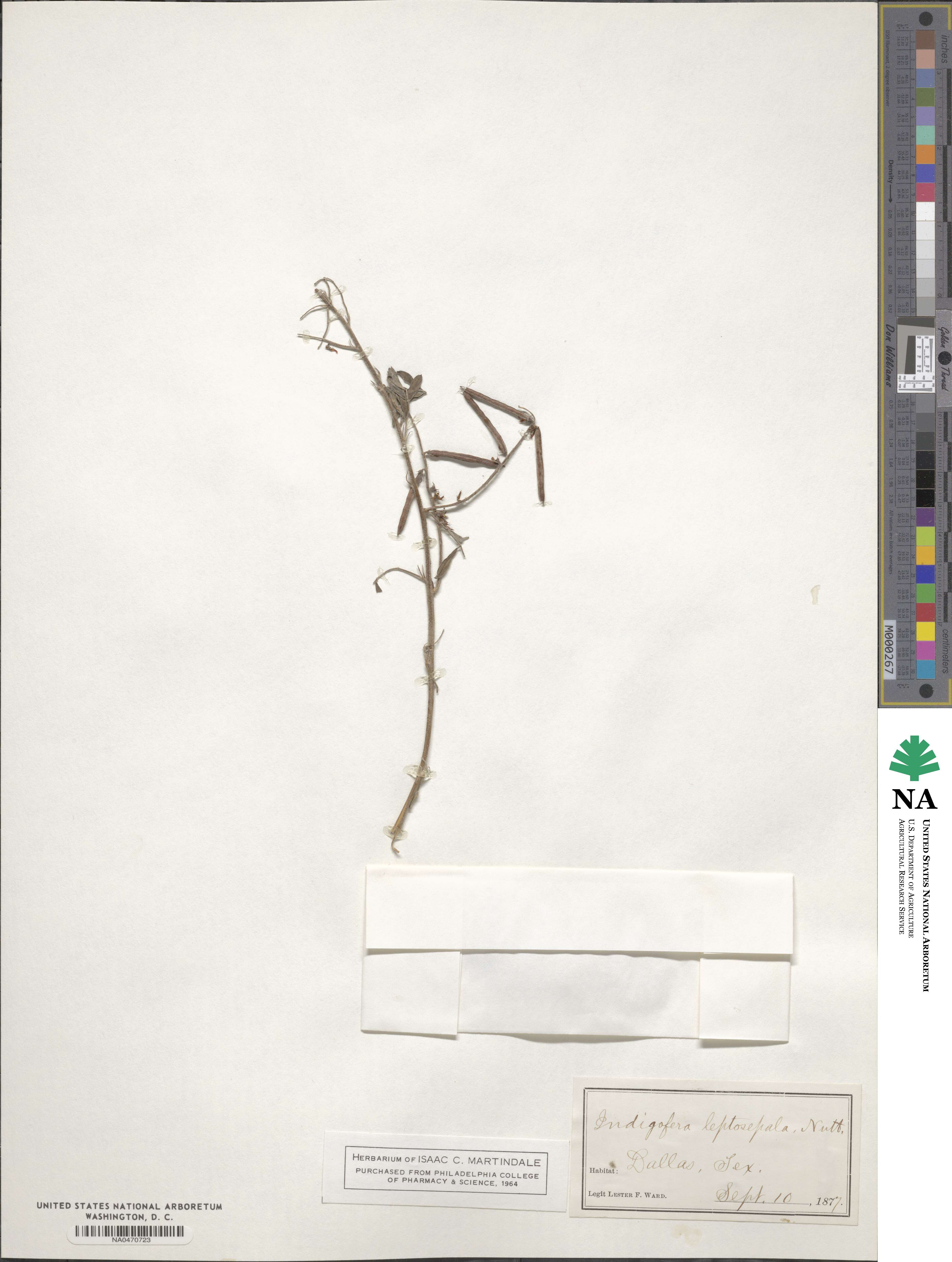 Indigofera leptosepala image