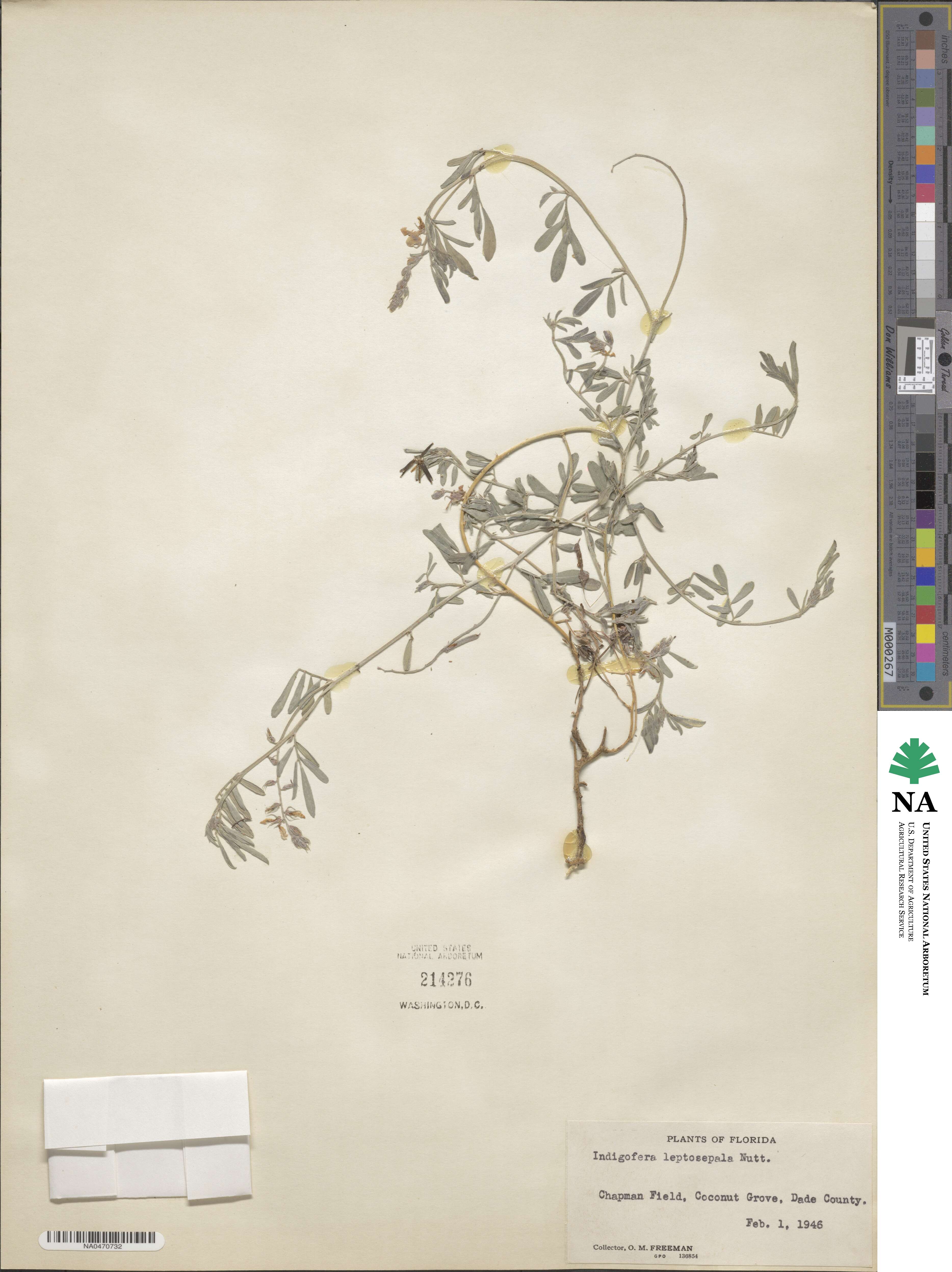 Indigofera leptosepala image