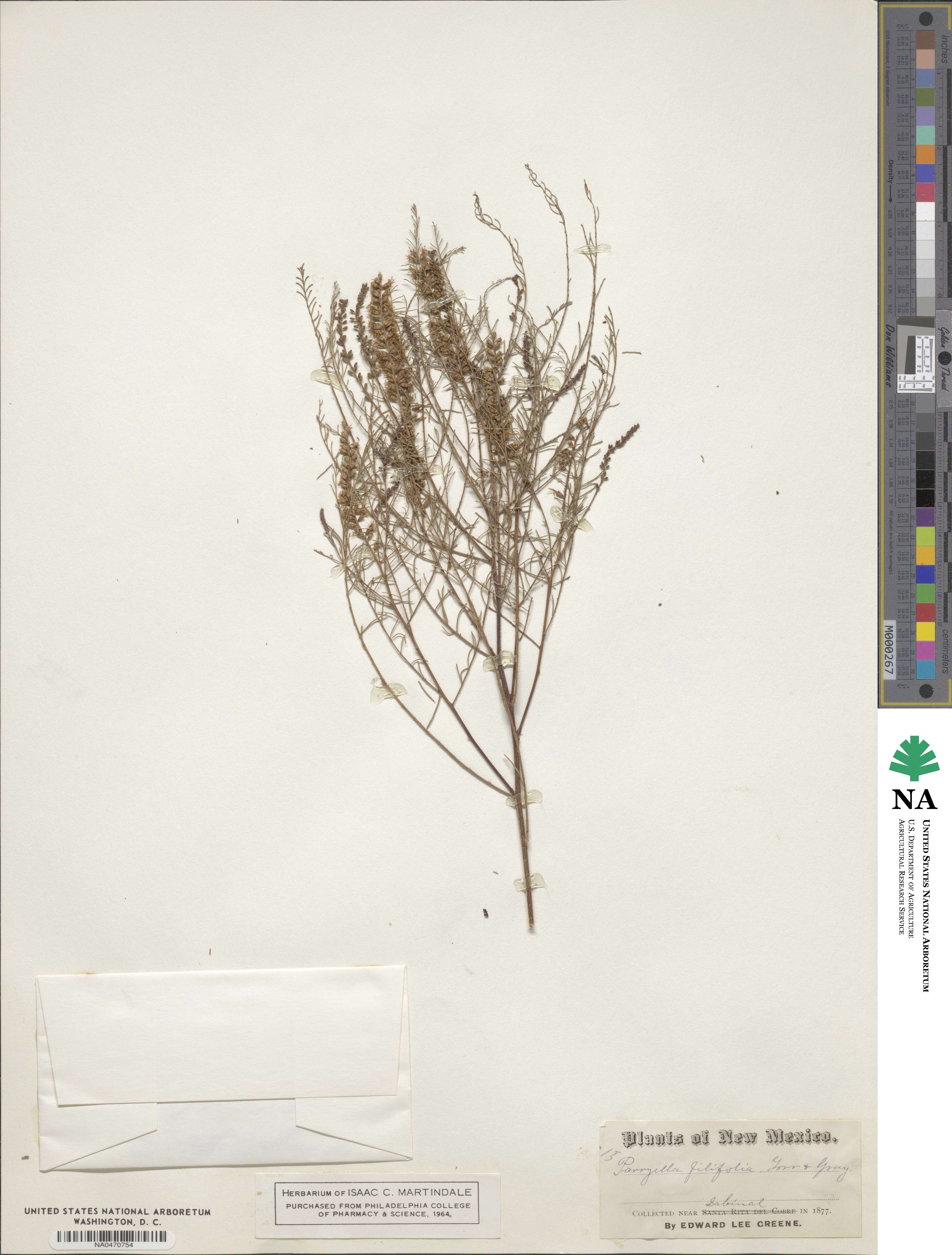 Parryella filifolia image