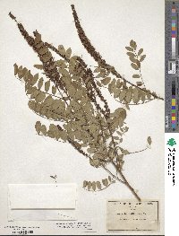 Amorpha californica image