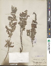 Amorpha canescens image