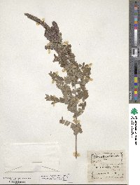 Amorpha canescens image