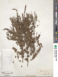 Amorpha canescens image